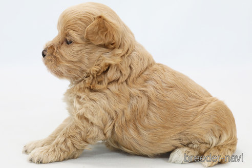 成約済の神奈川県のマルプー:マルチーズ×トイプードル-305802の6枚目